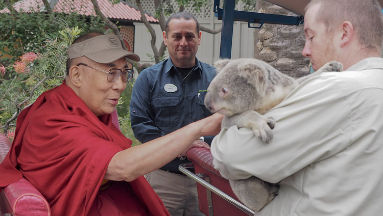 サンディエゴ動物園ご訪問中にコアラをなでられるダライ・ラマ法王。2017年6月18日、アメリカ、カリフォルニア州サンディエゴ（撮影：ジェレミー・ラッセル / 法王庁）